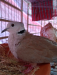 Australian chuithal dove